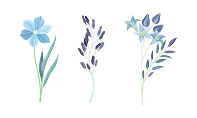 Set of wild blue spring and summer flowers watercolor vector illustration