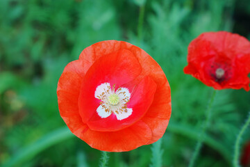 Fototapeta premium Red poppy flower on the garden bed. Top view
