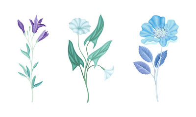 Set of wild blue spring and summer flowers vector illustration