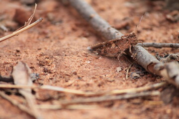 LOCUSTS SAND COLOUR BEATUTIFUL PICTURE