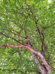 Fototapeta premium June Lush Tree Leaves and Bark