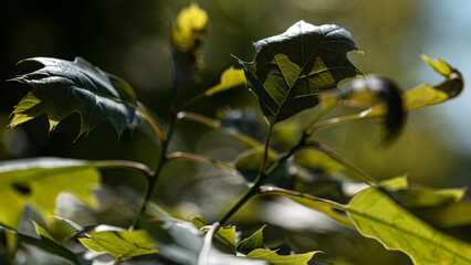 Blatt