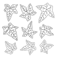 Ivy leaf outline set. Collection of ivy leaves in different shapes and lines. Design elements for contour decoration