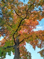 Multicolored Autumn Tree Leaves and Cloudy Blue Sky