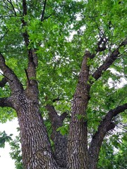 June Tall Tree with Ridged Bark