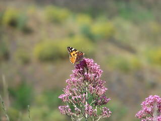 Painted Lady Butterfly on Centranthus Ruber at Mount Vesuvius