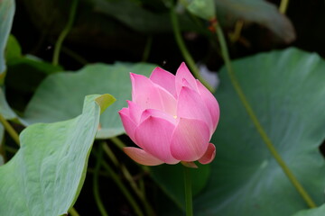 A beautiful pink lotus flower or bunga teratai (Nelumbo Nucifera) blooms in a city park on a blurred background
