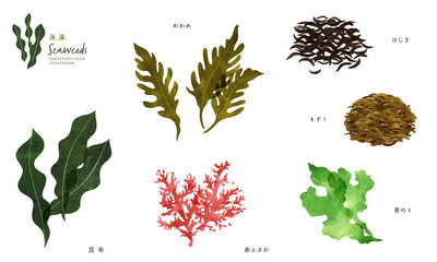 いろいろな海藻の手描きイラスト - obrazy, fototapety, plakaty