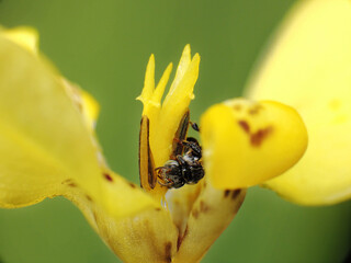 close-up of stingless trigona bee on flowers