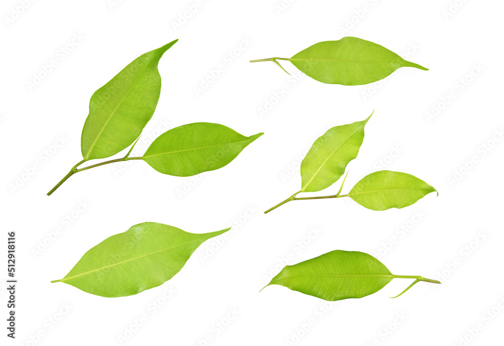 Poster Collection the back of the leaves isolated on a white background