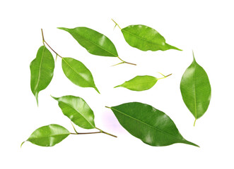Collection green leaves front isolated on a white background