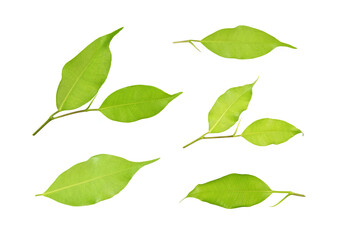 Collection the back of the leaves isolated on a white background