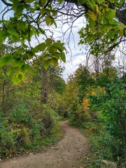 autumn winding forest path and foliage