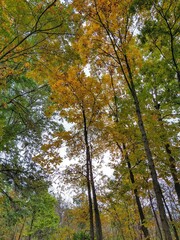 Obraz premium colorful autumn forest leaves