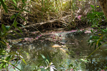 Slow  flowing Jalaboun stream in the Golan Heights, northern Israel