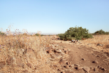 Nature  in the Black Gorge on the banks of the Zavitan stream in the Golan Heights, near to Qatsrin, northern Israel