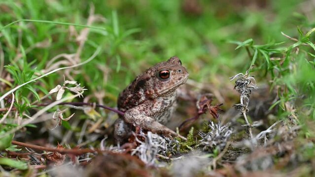 Frog. Toad is a common name for certain frogs, especially of the family Bufonidae, that are characterized by dry, leathery skin, short legs, and large bumps covering the parotoid glands