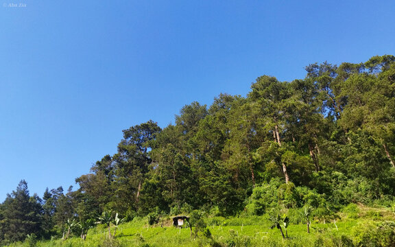Trees at Lawu hill