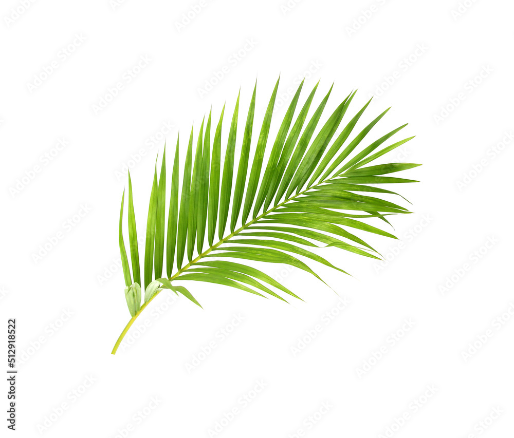 Poster green leaf of palm tree on white background