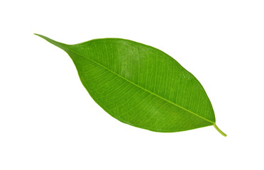 Fototapeta na wymiar green leaf on a white
