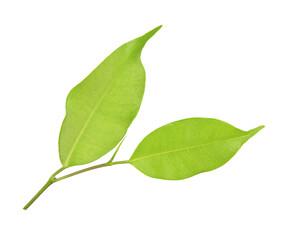 green leaf on a white