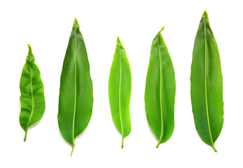 bird nest fern leaf isolated white background