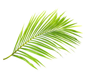 Obraz premium green leaf of palm tree on white background