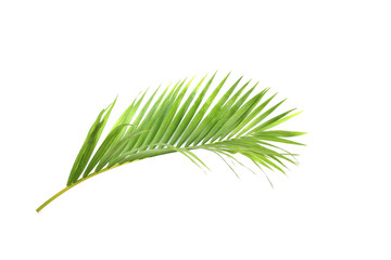 green leaf of palm tree on white background
