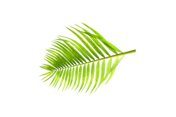 green leaf of palm tree on white background