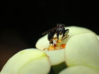 close-up of stingless trigona bee on flowers