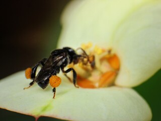close-up of stingless trigona bee on flowers
