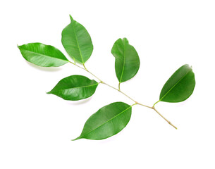 Naklejka na ściany i meble Twig with green leaves isolated on white