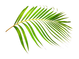 green leaf of palm tree on white background