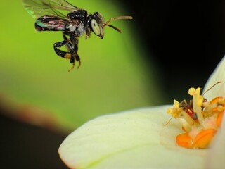 close-up of stingless trigona bee on flowers