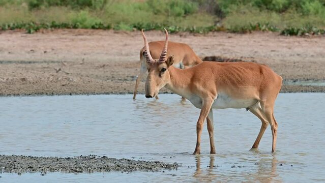 Wild saiga antelope or Saiga tatarica drinks in steppe. 4K