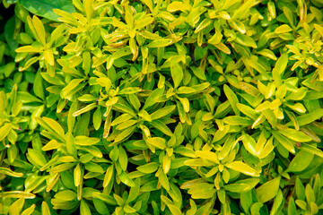 Fresh green leaves background in the garden