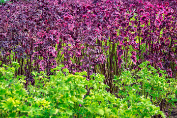 The background of the coleus plant in the garden