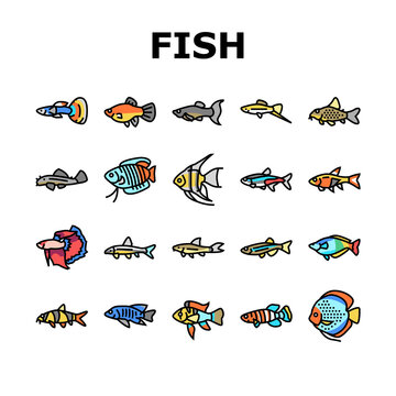 Aquarium Fish Tropical Animal Icons Set Vector. Angelfish And Rainbowfish, Danios And Gourami, Cory Catfish And Tetras Exotic Decorative Aquarium Fish. Underwater Life Color Illustrations