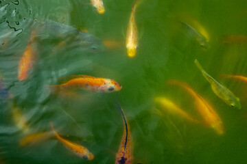 Koi fish that gather in the green water pond