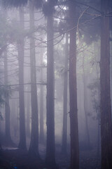 Tall straight trees surrounded by the dense mist in Zhangjiajie, Hunan, China. Background vertical image with copy space for text