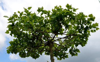 plane trees cut into the shape of flat square umbrellas, parasols. The branches are shaped in a bamboo structure. under the trees go wooden camping bench tables © Michal