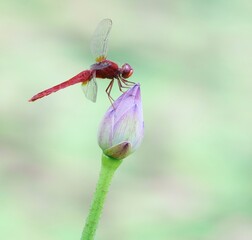 蓮の蕾と蜻蛉