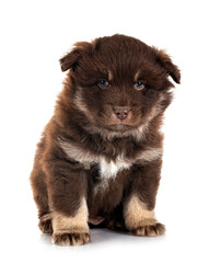 puppy Finnish Lapphund in studio