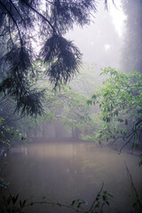 The pond and the bamboo trees surrounded by fog, vertical image with copy space for text