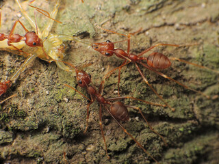 close-up of weaver ants caught the other insects