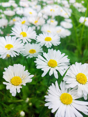 Obraz na płótnie Canvas The field of white daisies is a close focus