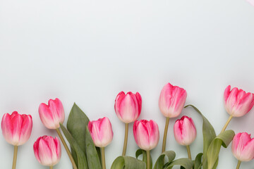 Pink tulip flowers on pastel background.