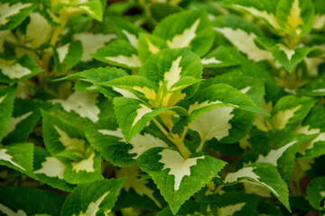 The background of the coleus plant in the garden