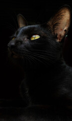 black cat portrait