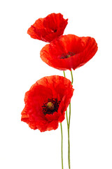 Red poppies flower isolated on a white background. - obrazy, fototapety, plakaty
